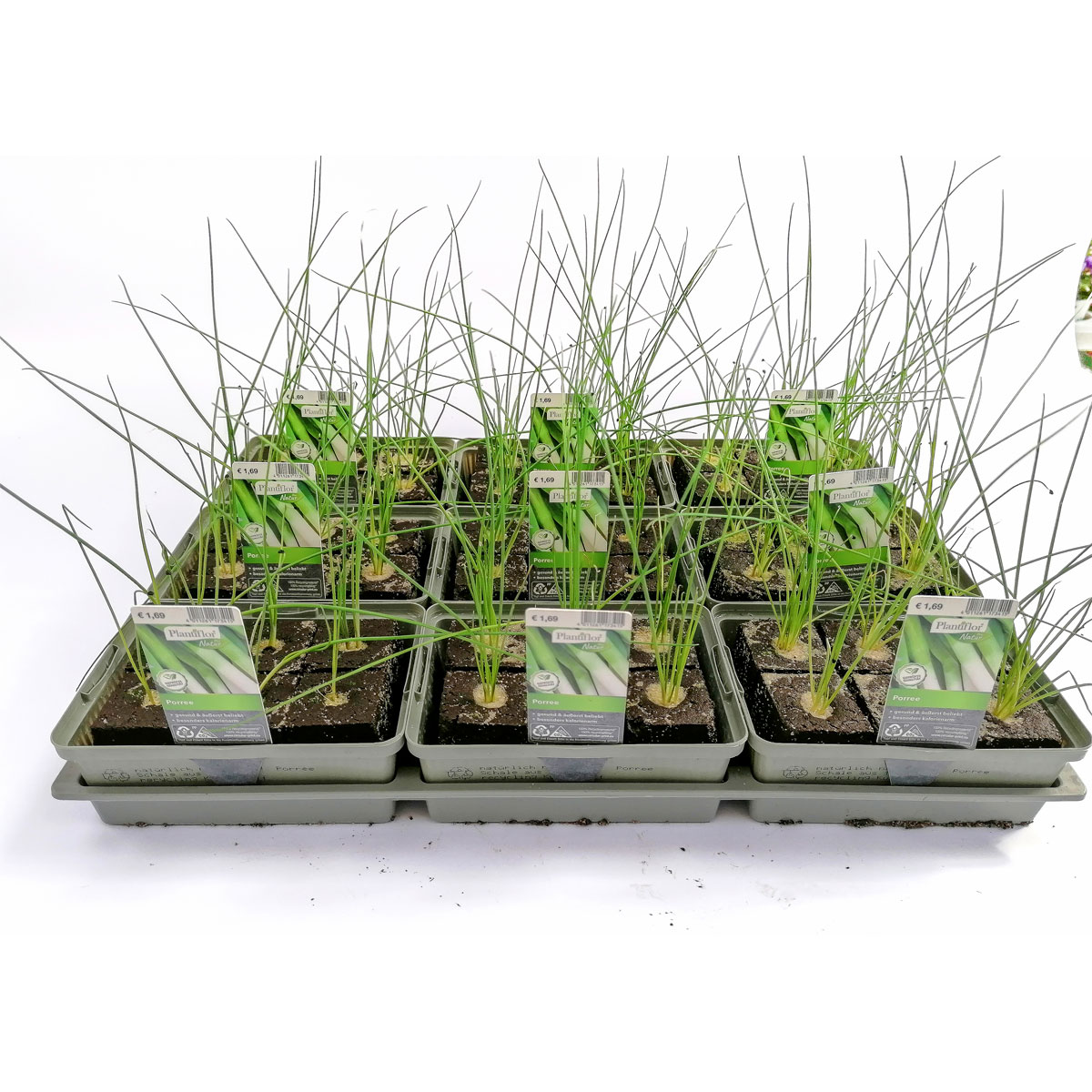 Plantiflor Gemüsejungpflanze Porre/Lauch 6er-Tray