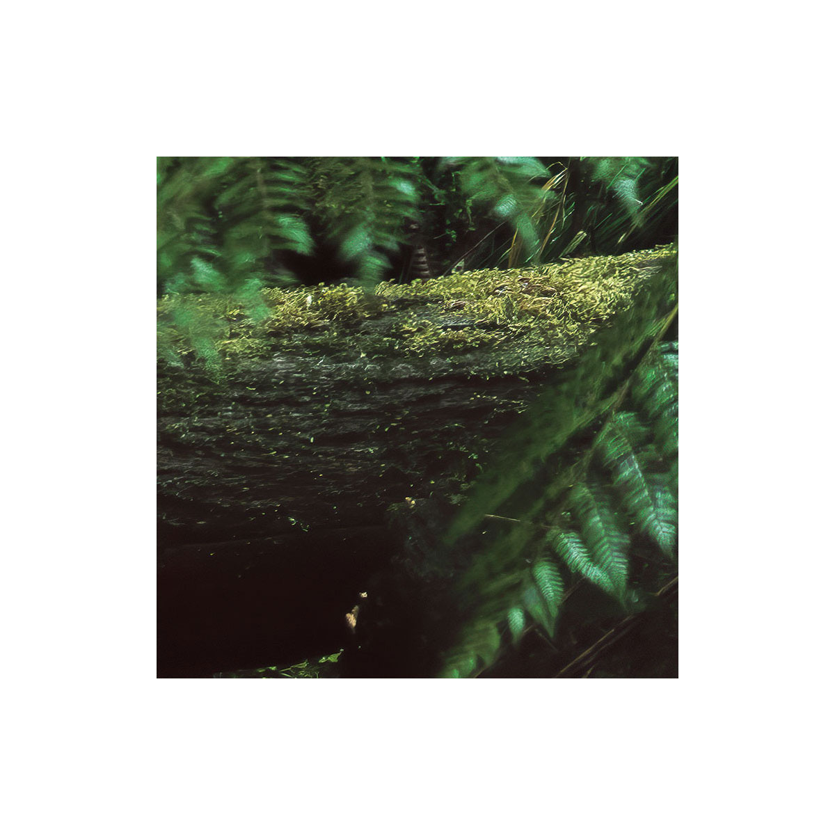 Komar  Vlies Fototapete Secret Veil 450x280 cm Bild 8