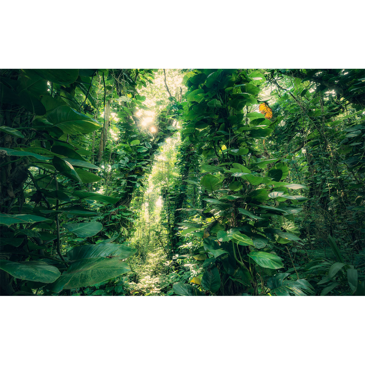 Komar  Vlies Fototapete Green Leaves 450x280 cm Bild 2