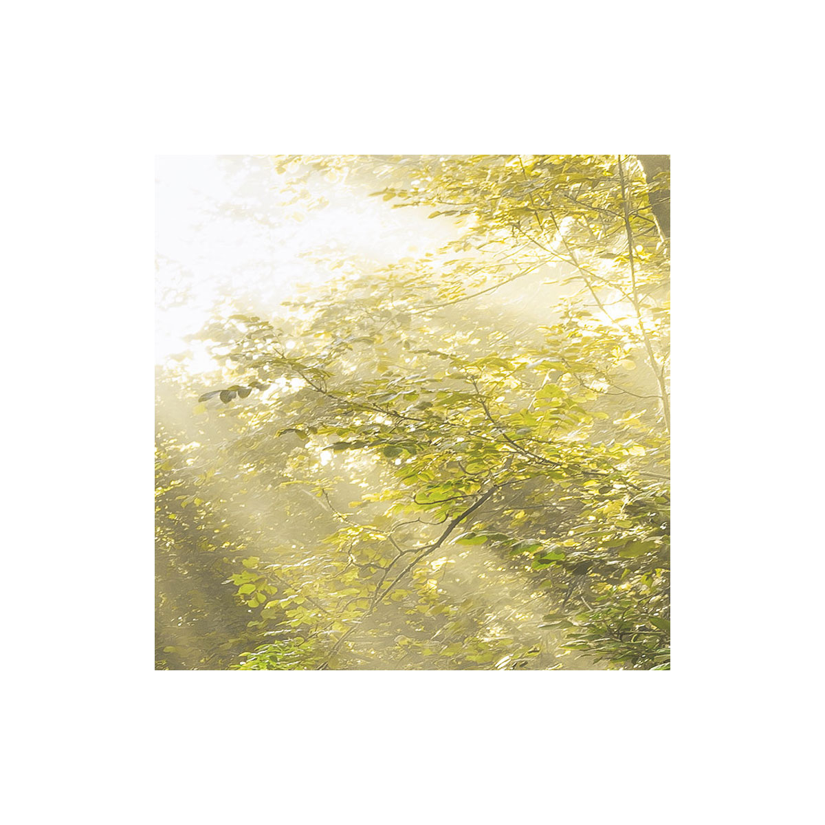 Komar  Vlies Fototapete Divine 200x250 cm Bild 7