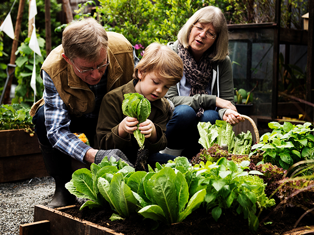Ein Kind mit zwei Erwachsenen pflückt Salat in einem dicht bepflanzten Gartenbeet.