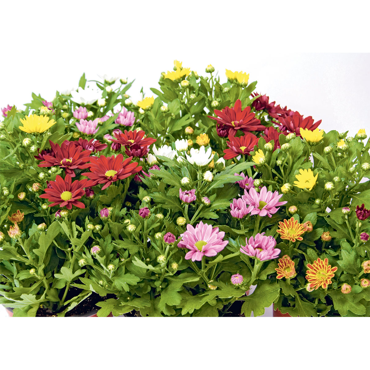 Plantiflor  Chrysantheme Swifty Topf- Durchmesser 10,5 cm Bild 9