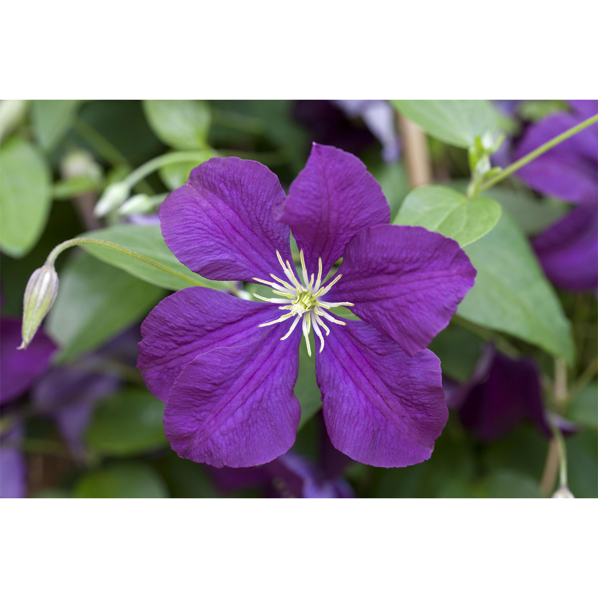Plantiflor Herbstblühende Waldrebe Etoile Violett Topf Durchmesser 17 cm