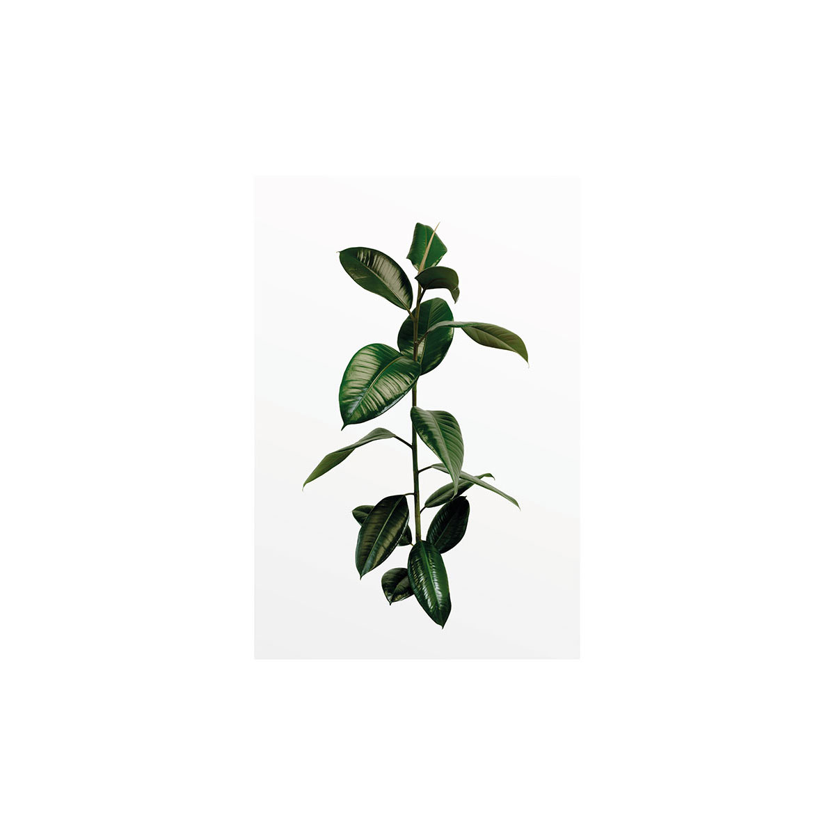 Komar  Wandbild Ficus Branch 30x40 cm Bild 2