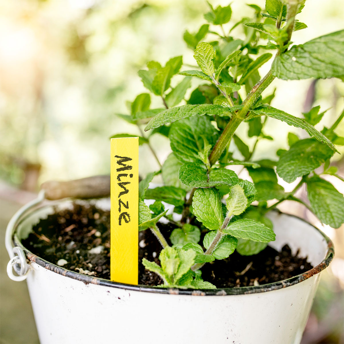 Windhager Holz-Stecketiketten gelb 25 Stück Bild 2
