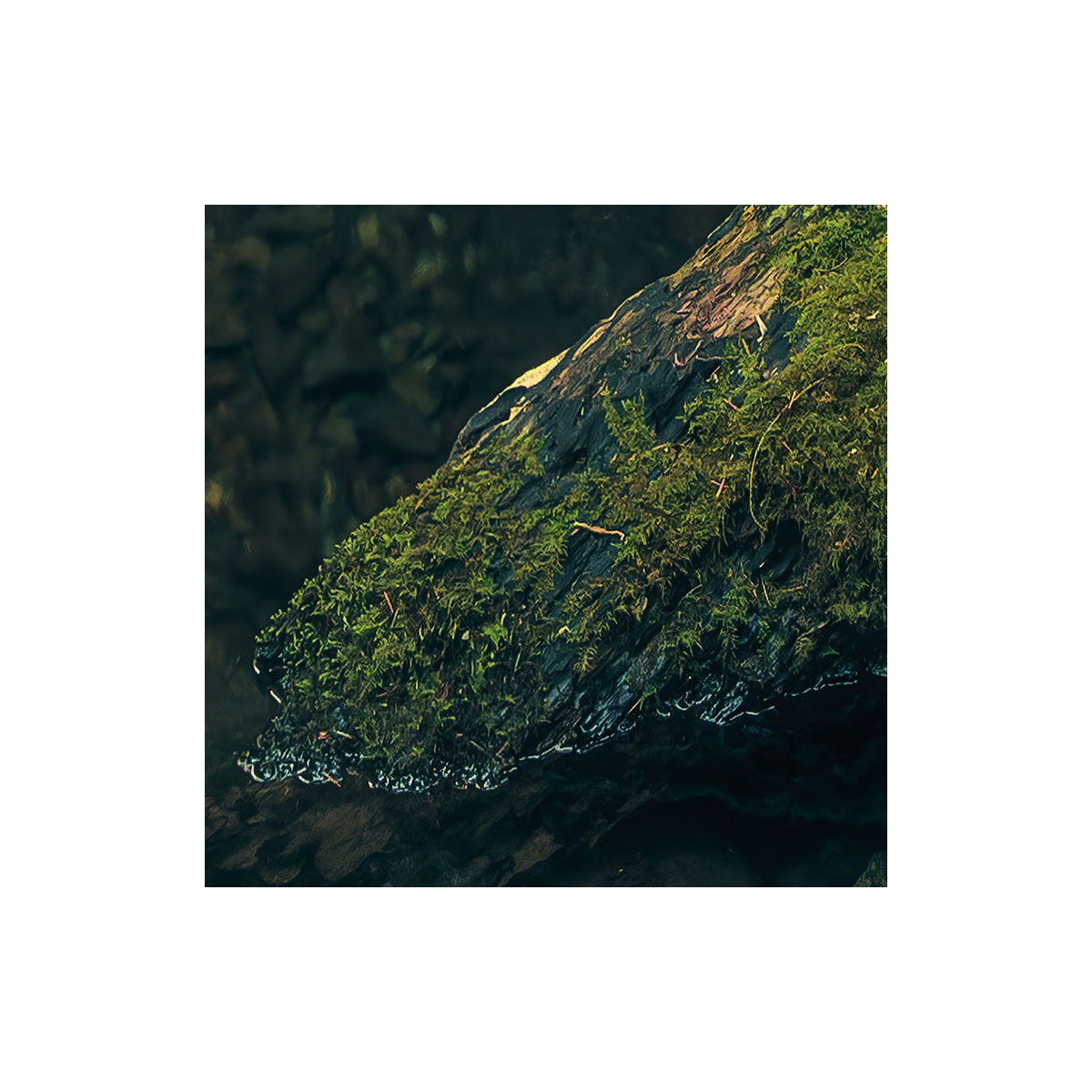 Komar  Vlies Fototapete Elves Cathedral 450x280 cm Bild 4