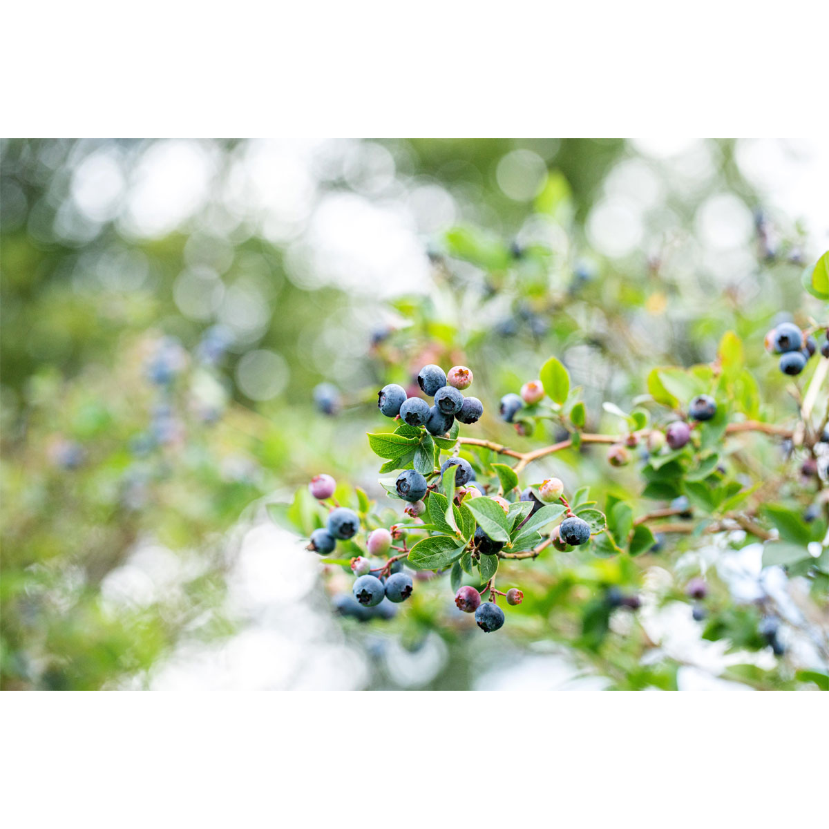 Plantiflor Heidelbeere Topf Durchmesser 19 cm