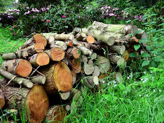 Gestapelte Holzscheite liegen auf einer grünen Wiese, umgeben von blühenden Sträuchern und Pflanzen.