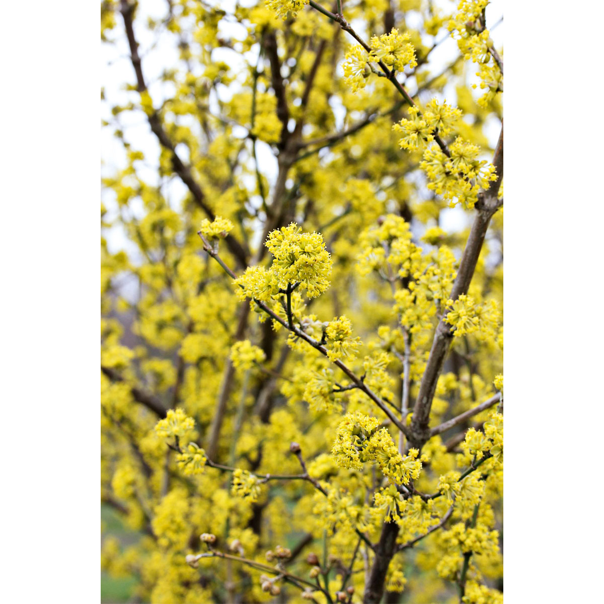 Plantiflor Kornelkirsche Kost und Logis Topf Durchmesser 23 cm Bild 2