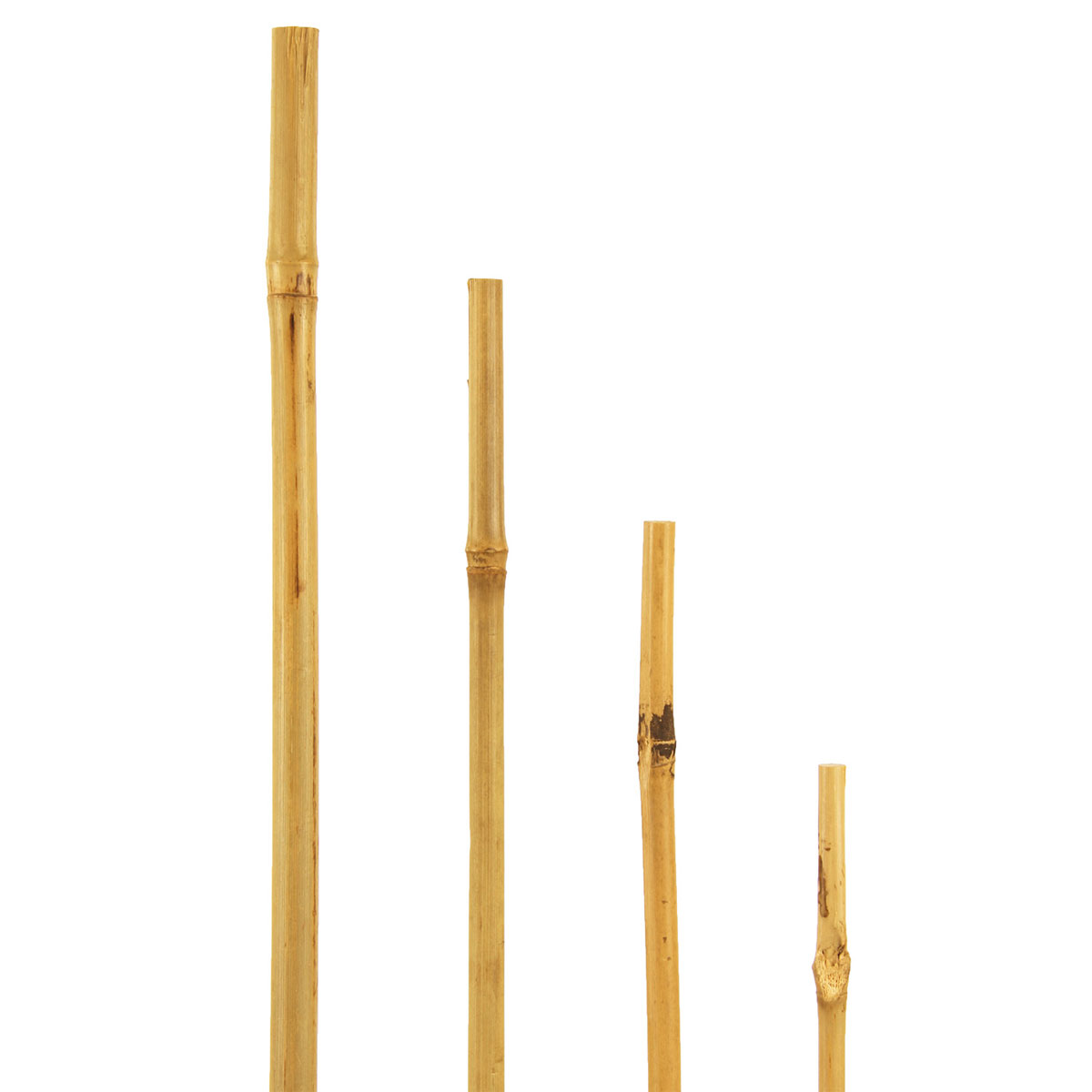 Bambusstab 60 cm Bild 2