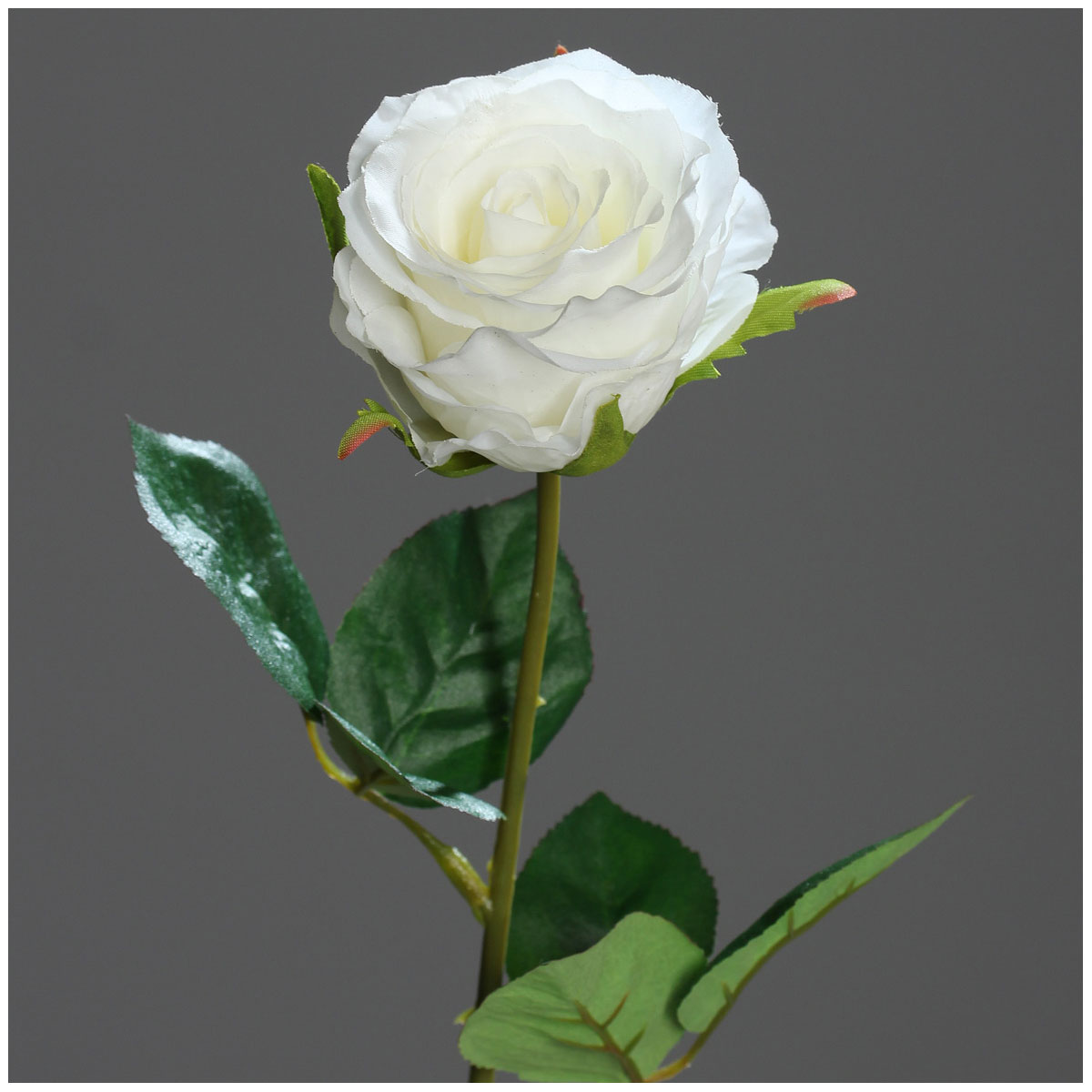 Rose halboffen 48 cm cream