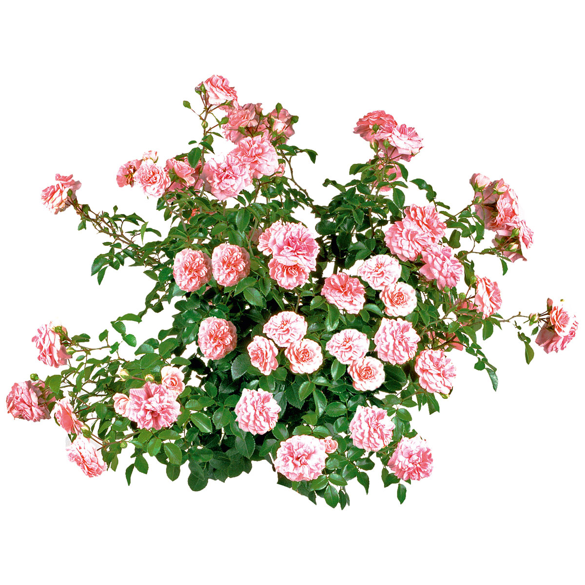 Plantiflor  Bodendeckerrosen Topf Durchmesser 13 cm Bild 2