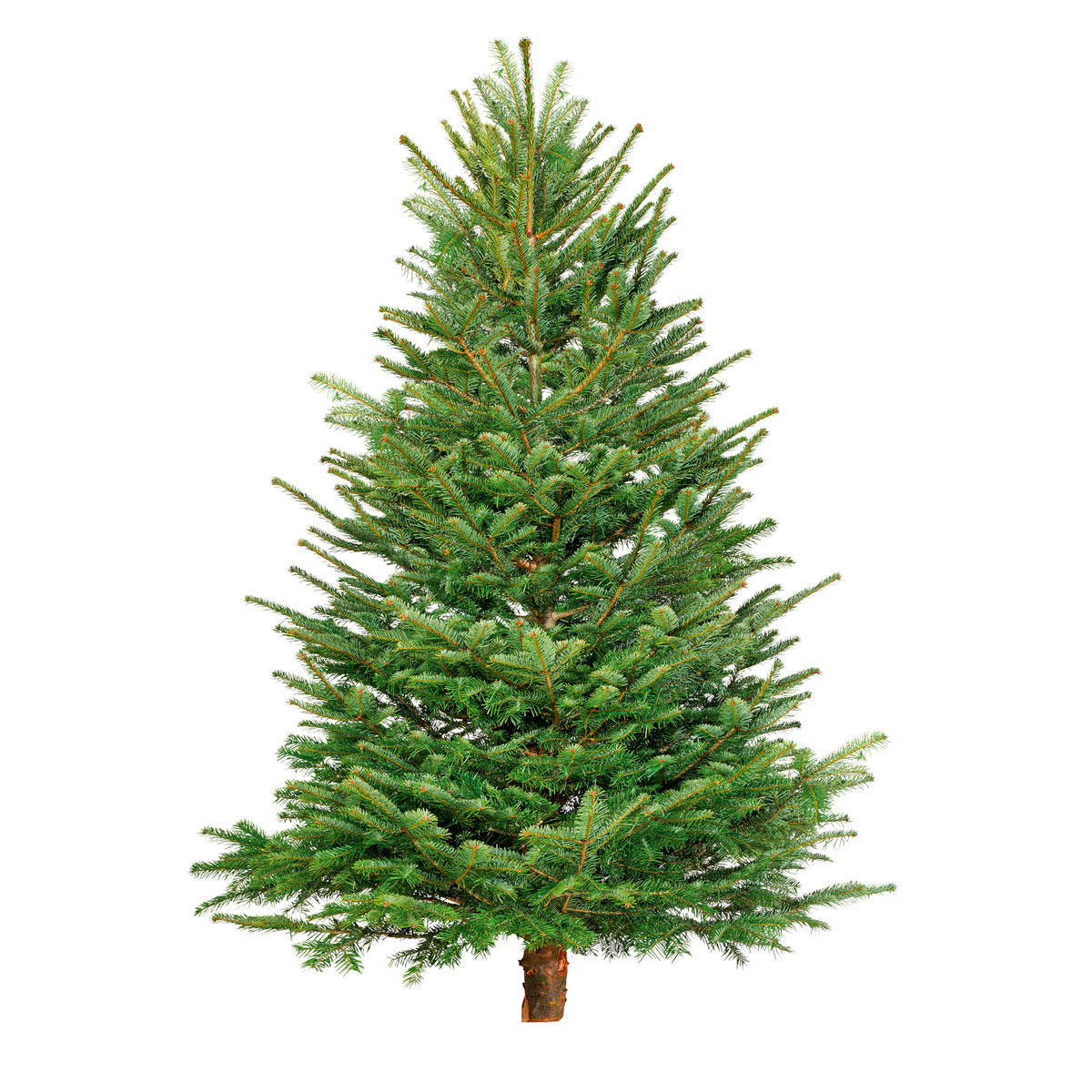 Plantiflor BIO Nordmanntanne 200-250 cm Bild 1