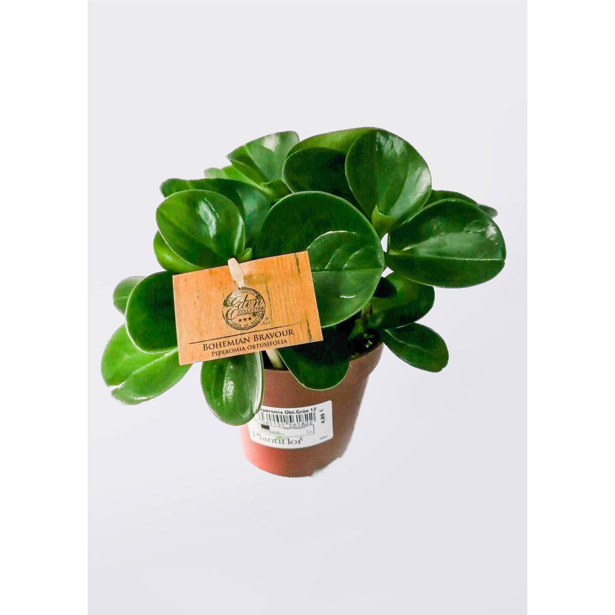 Plantiflor Zwergpfeffer grün 15-20 cm T12