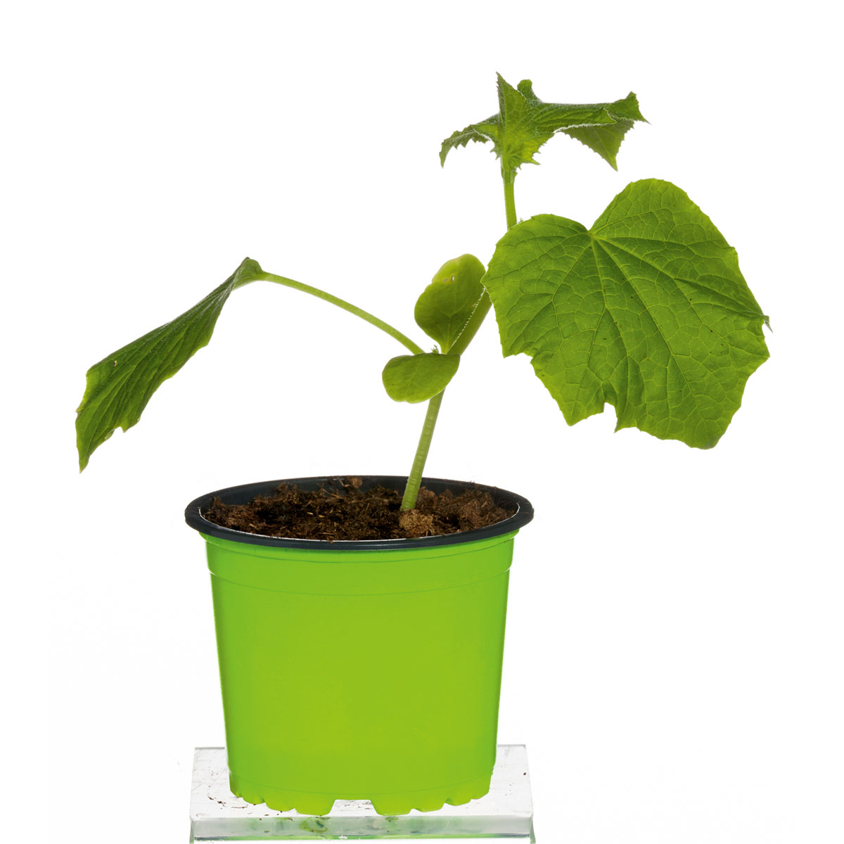 Plantiflor Meisterklasse Snackgurke Sultan Topf Durchmesser 11 cm Bild 2