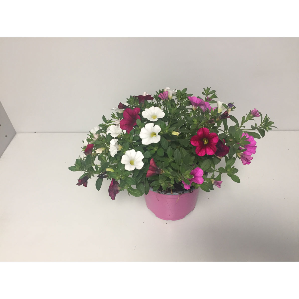 Plantiflor  Zauberglöckchen Crazy Einhorn T12 Bild 4