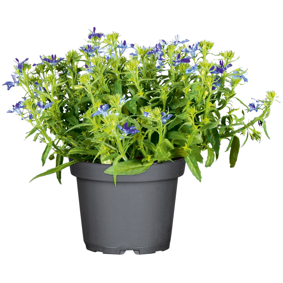 Plantiflor  Männertreu Topf Durchmesser 10,5 cm Bild 2