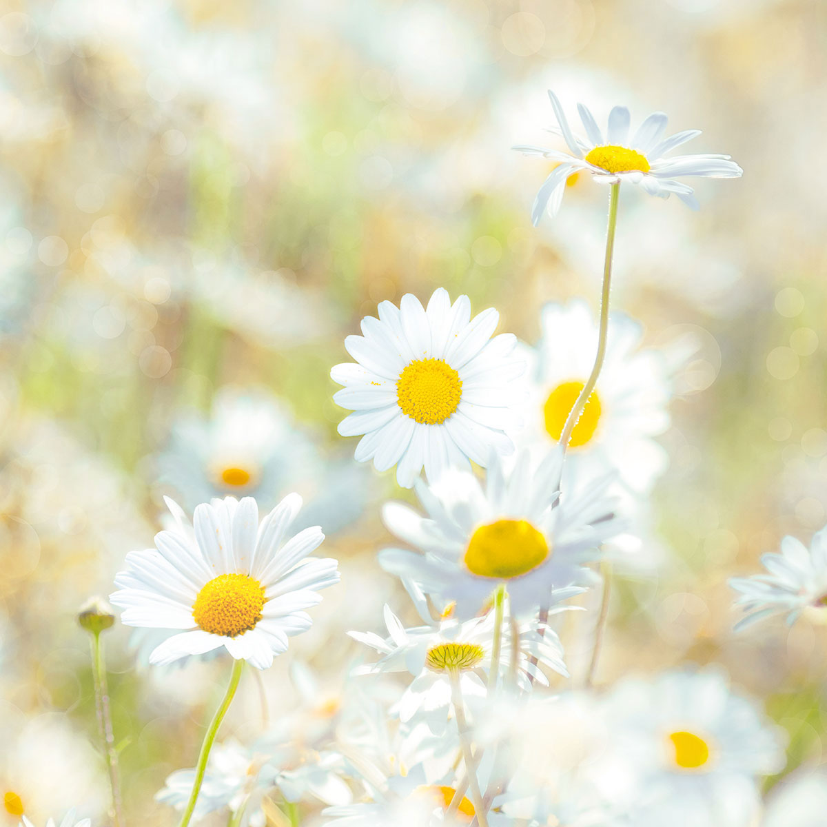 Komar  Papier Fototapete Daisies 368x254 cm Bild 5