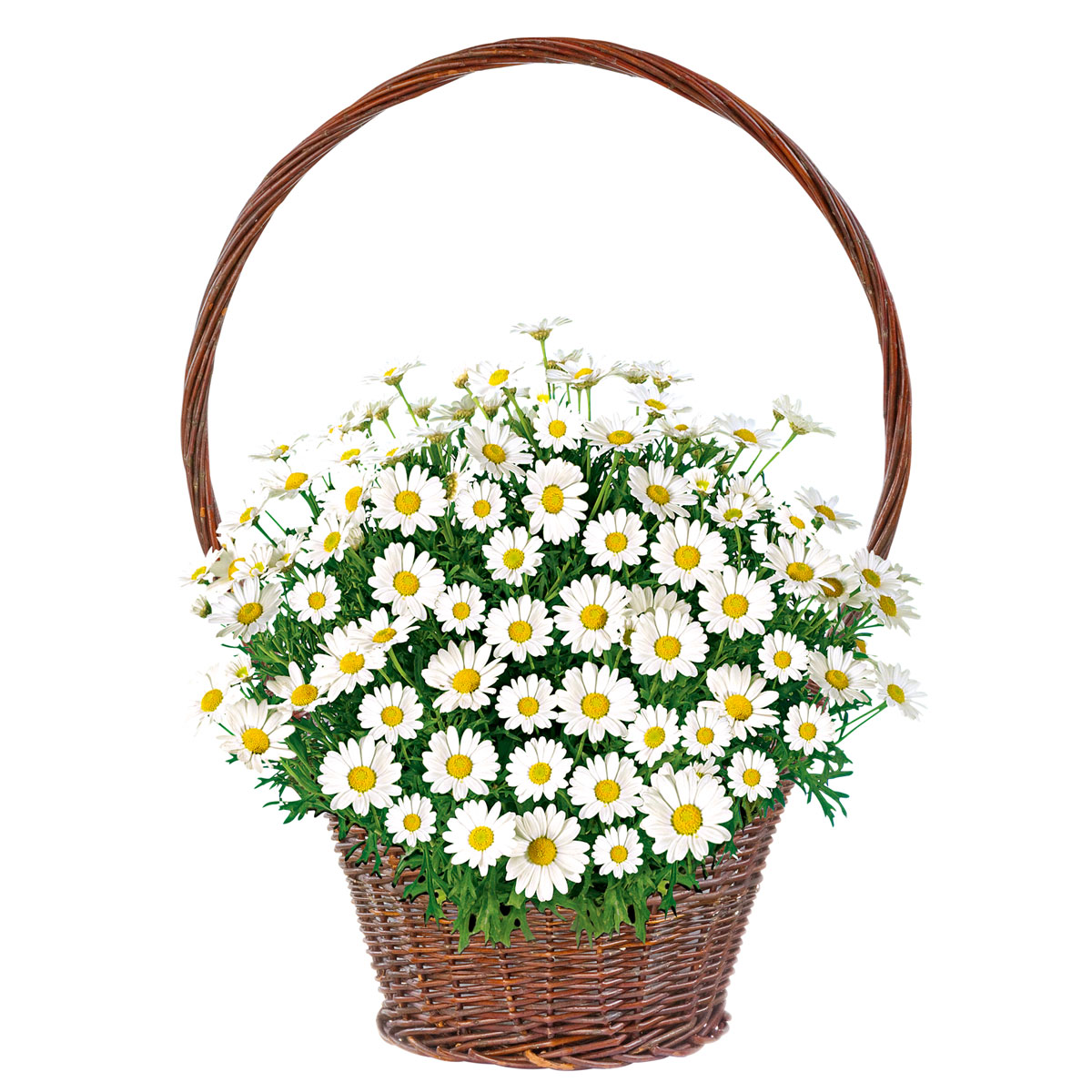 Plantiflor  Margeritenbusch weiß im Topf Durchmesser 18 cm Bild 3