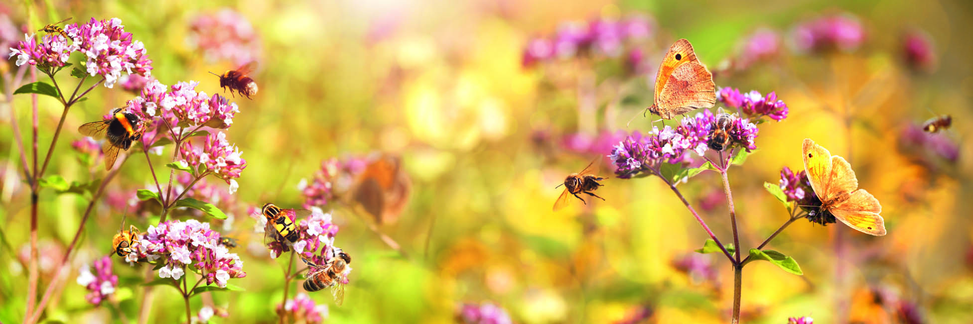 Pinke Blumen auf den Bienen und Schmetterlinge sitzen