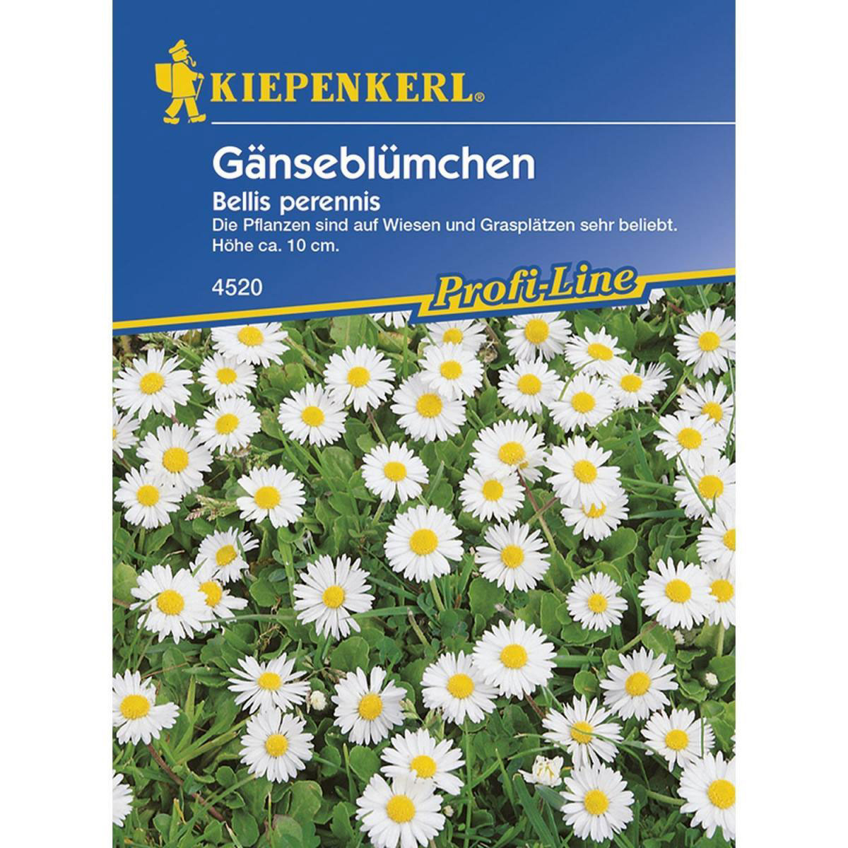 Kiepenkerl Wiesen-Gänseblümchen Profi-Line