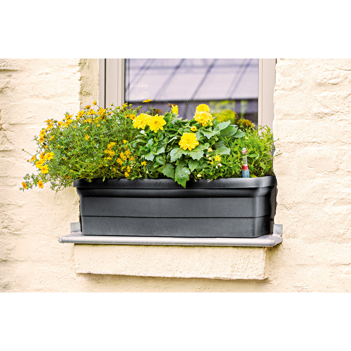 Plantiflor  Mittagsgold Topf Durchmesser 13 cm Bild 5