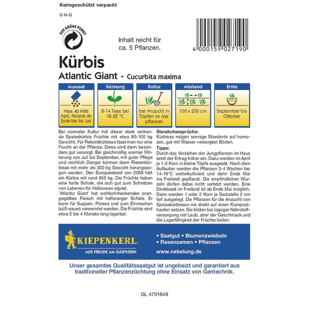 Kiepenkerl Kürbis Atlantic Giant F1 Profi-Line Bild 2