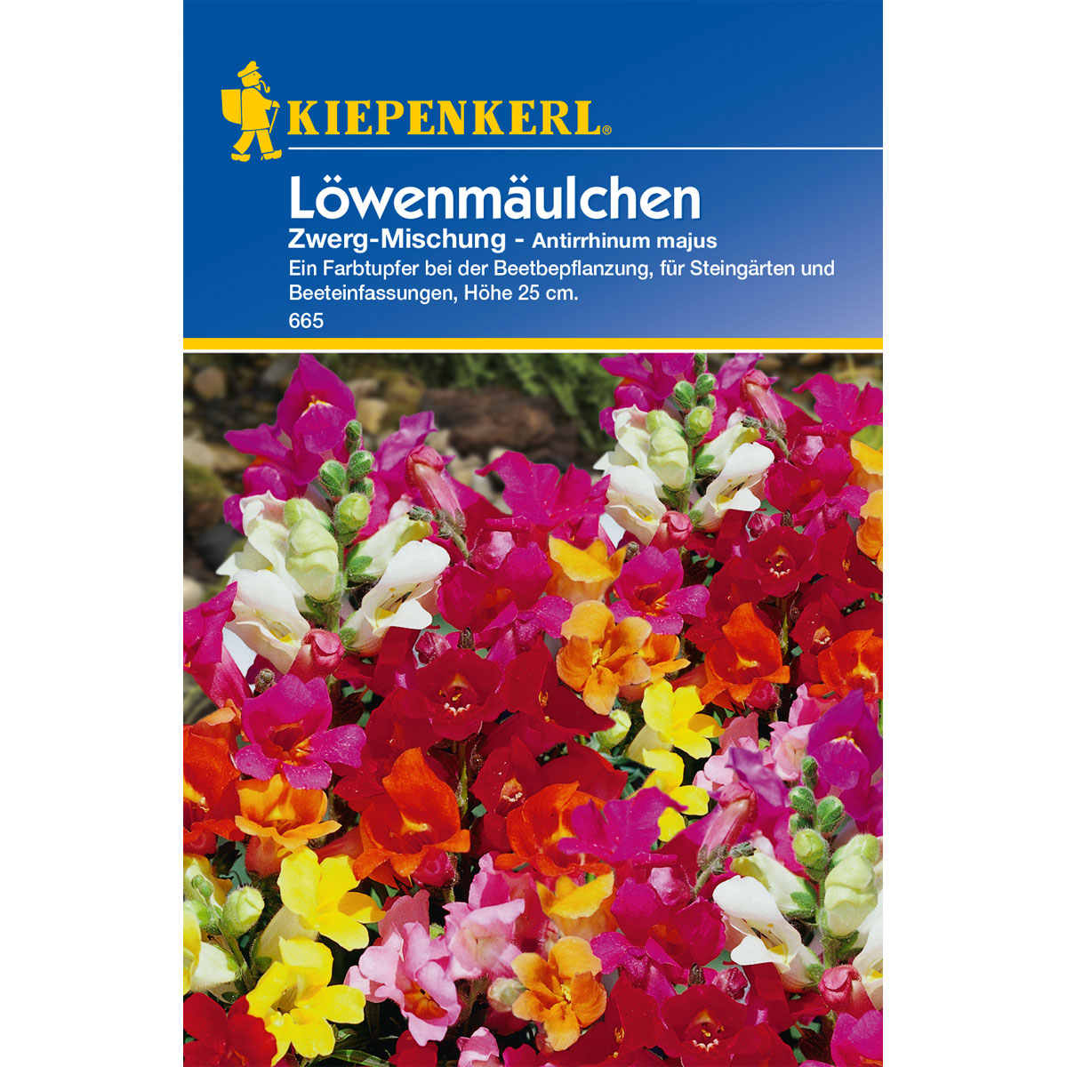 Kiepenkerl Löwenmäulchen Zwerg-Mischung