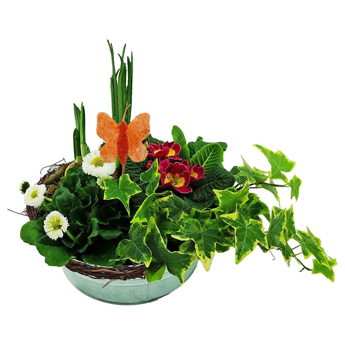 Plantiflor  Bepflanzte Zinkschale inkl Dekostecker Bild 1