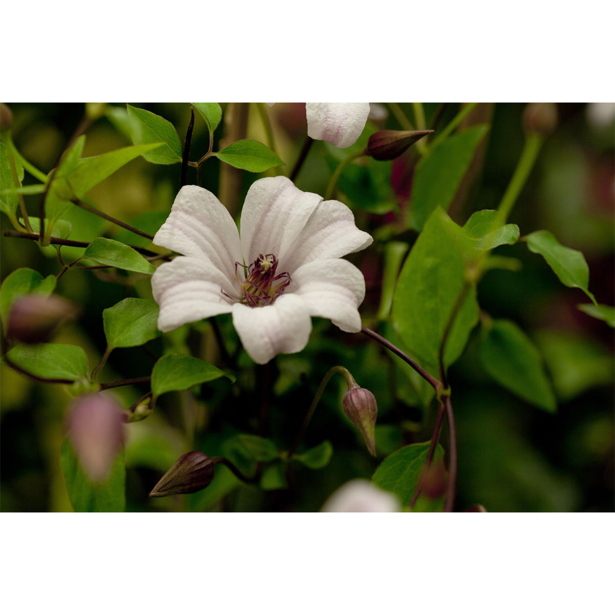 Plantiflor Waldrebe Princess Kate Topf Durchmesser 17 cm