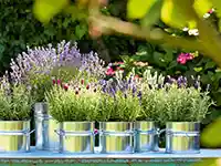 Balkonpflanzen in Blechtöpfen