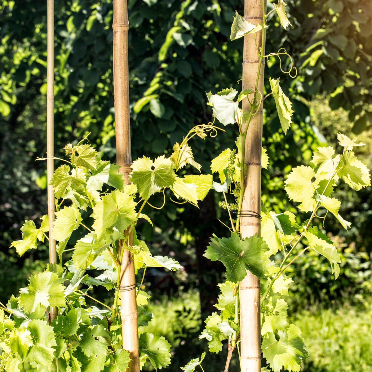 Windhager  Bambusrohr 200x3-4 cm Bild 1