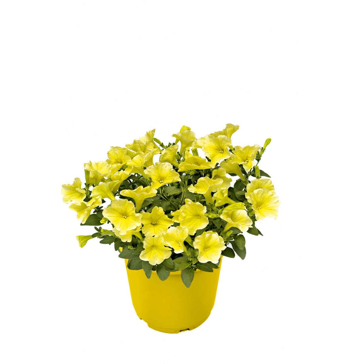 Plantiflor  Zauberglöckchen, Topf Ø 13 cm Bild 3