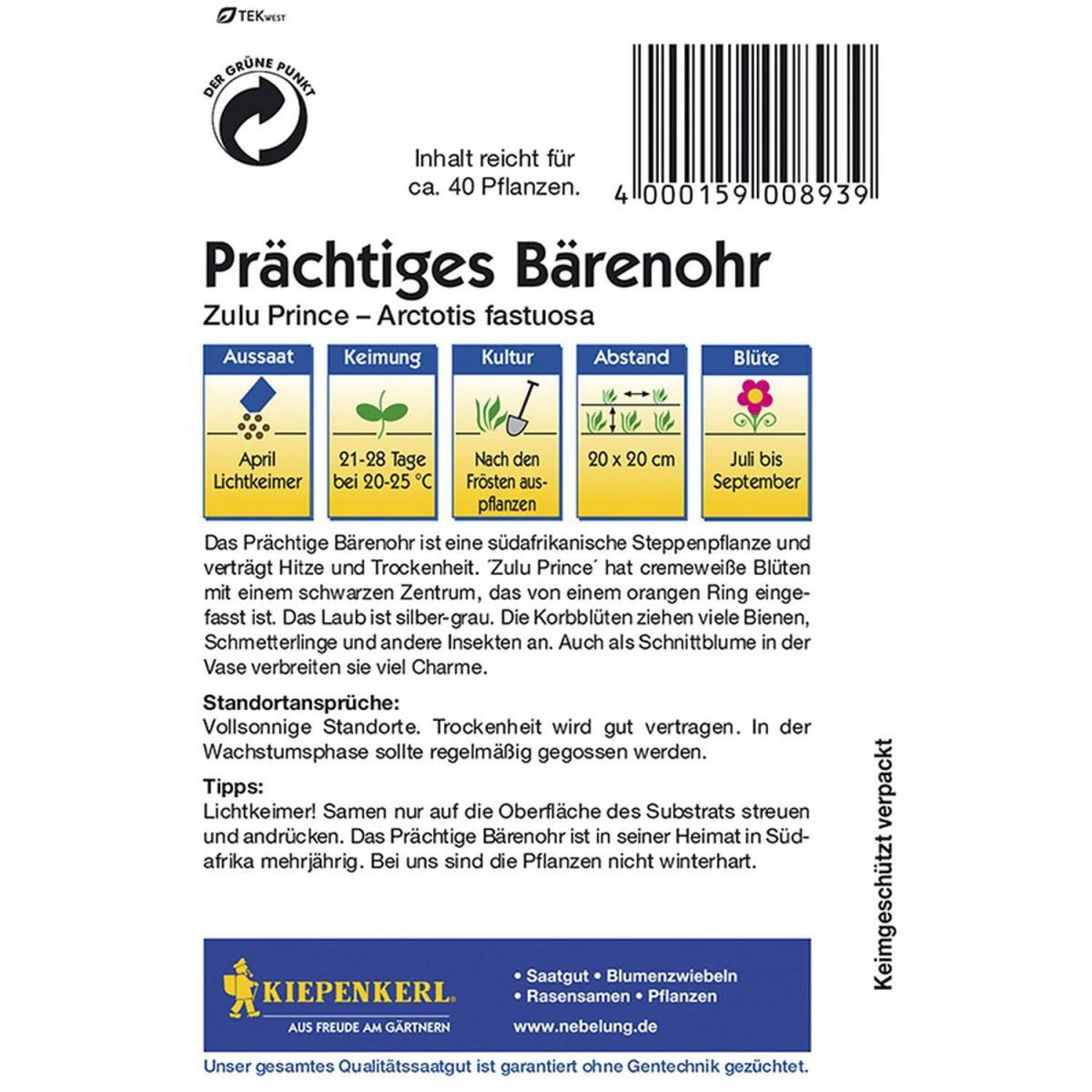 Kiepenkerl Prächtiges Bärenohr Zulu Prince Bild 2