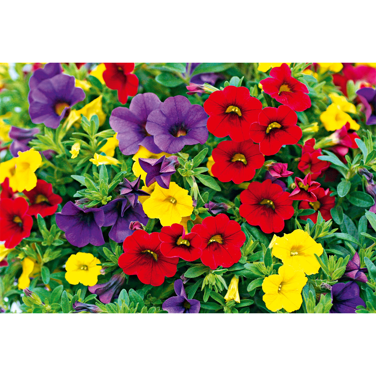 Plantiflor  Zauberglöckchen dreifarbig Topf Durchmesser 12 cm Bild 6