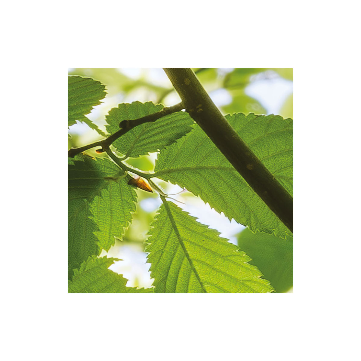 Komar  Vlies Fototapete Im Frühlingswald 250x280 cm Bild 6