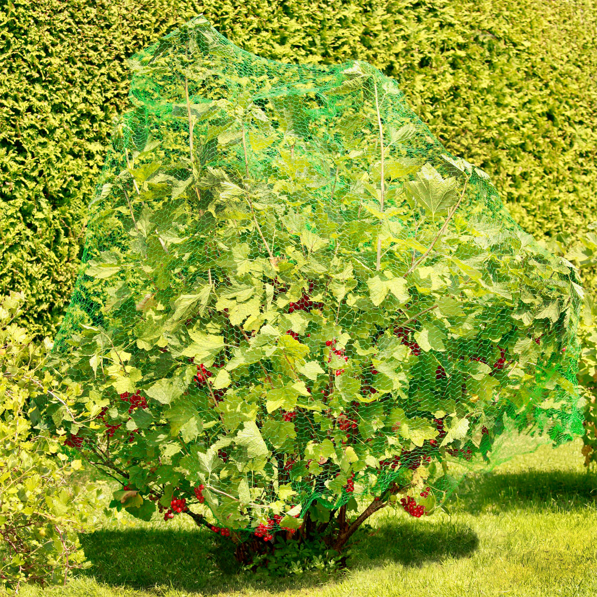 Windhager Vogelschutznetz 10 x 2m Bild 3