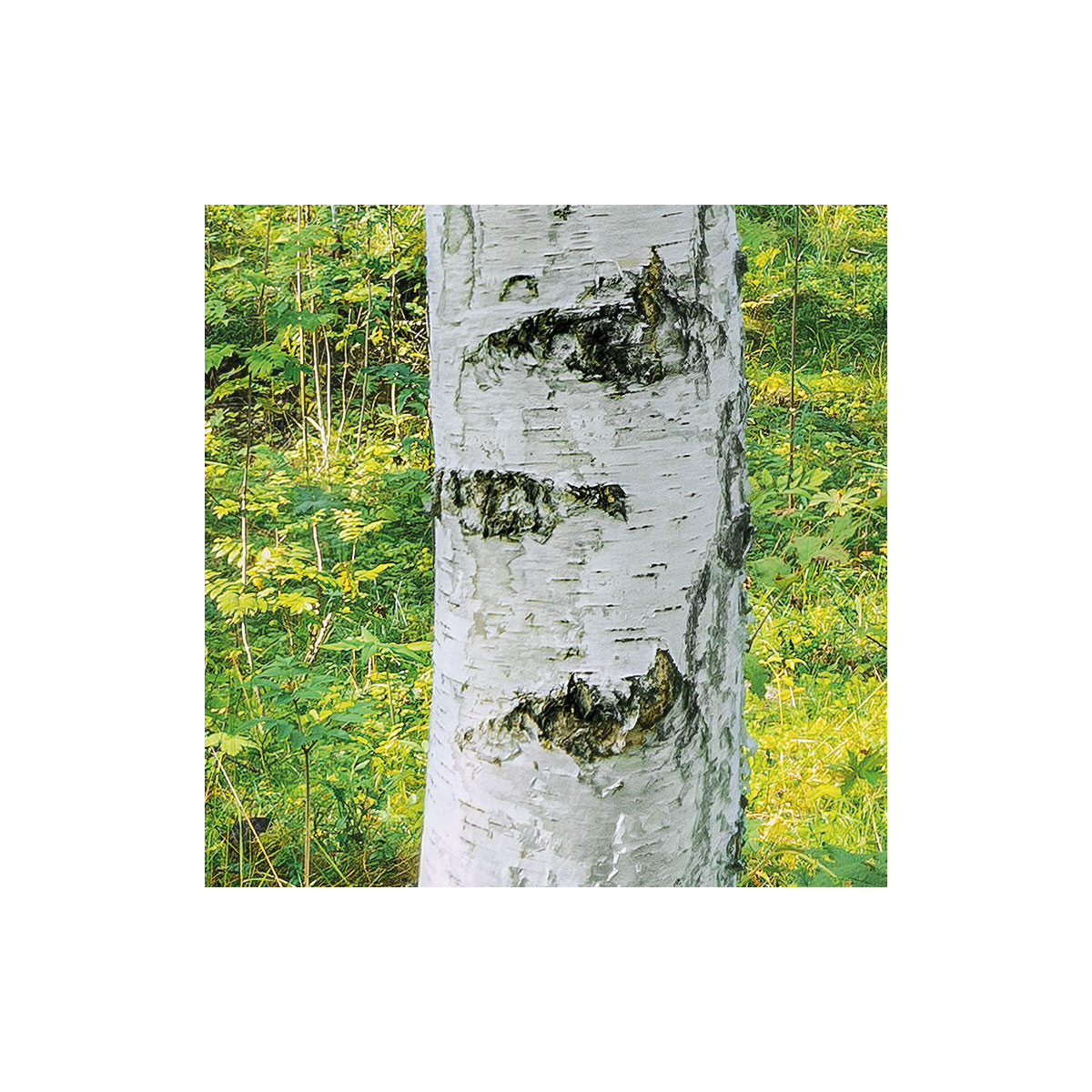 Komar  Papier Fototapete Sunny Day 368x254 cm Bild 5