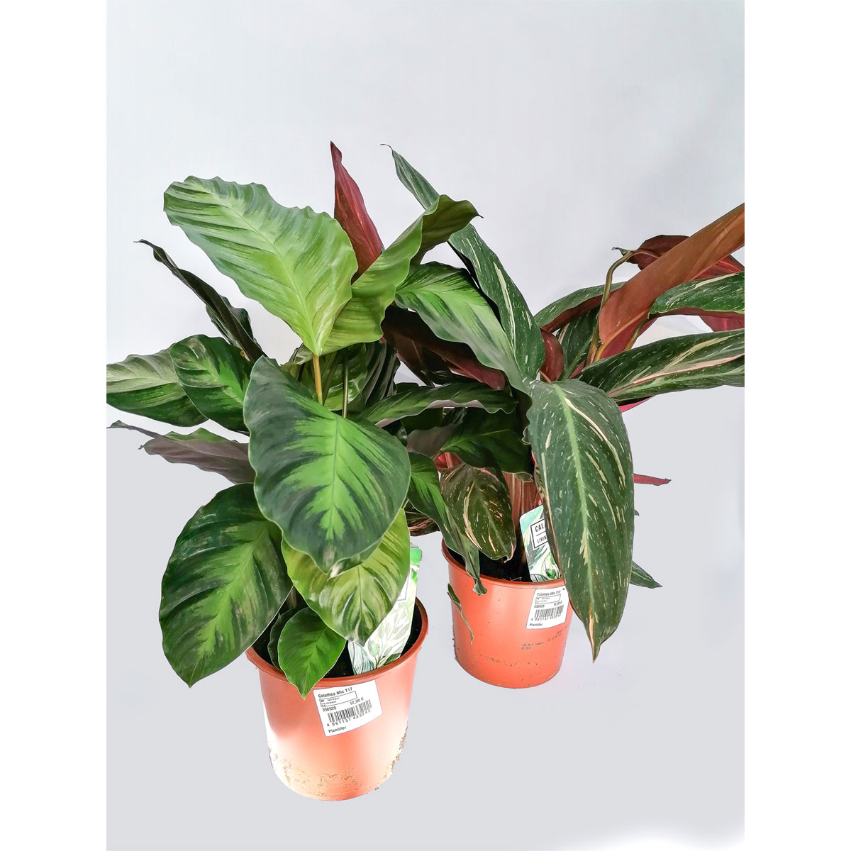 Plantiflor Calanthae-Mix T17