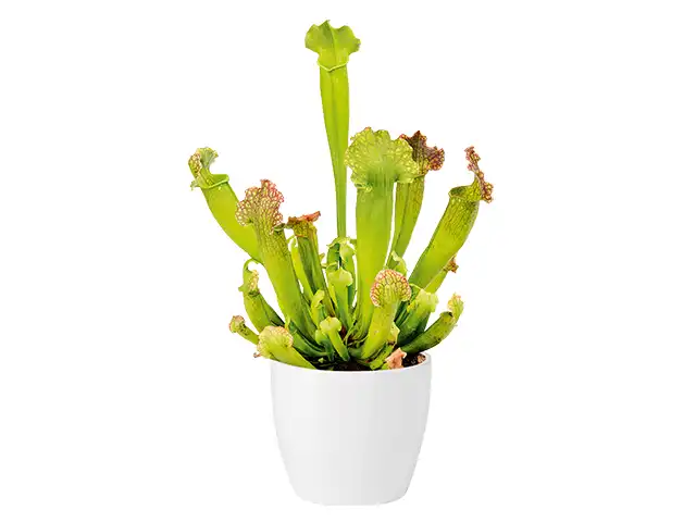 Sarracenia
