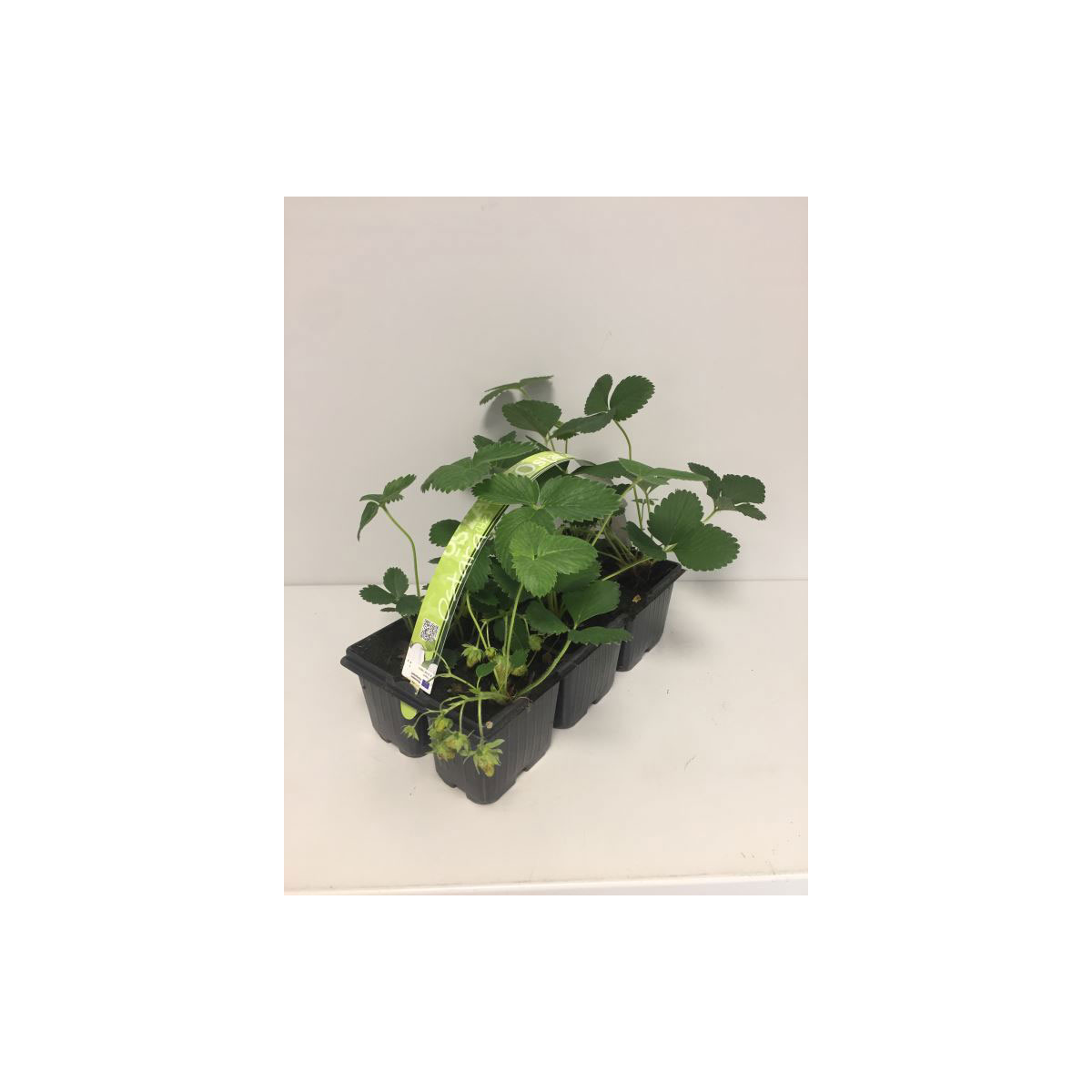 Plantiflor  Erdbeere Ostara 6er-Tray