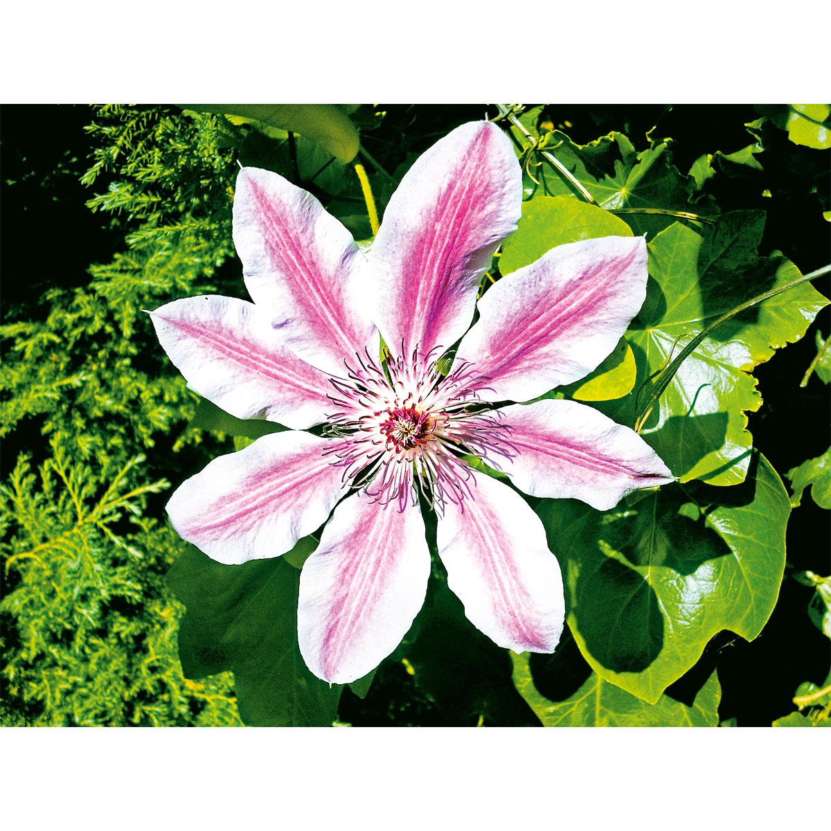 Plantiflor Waldrebe Nelly Moser Topf Durchmesser 17 cm Bild 2