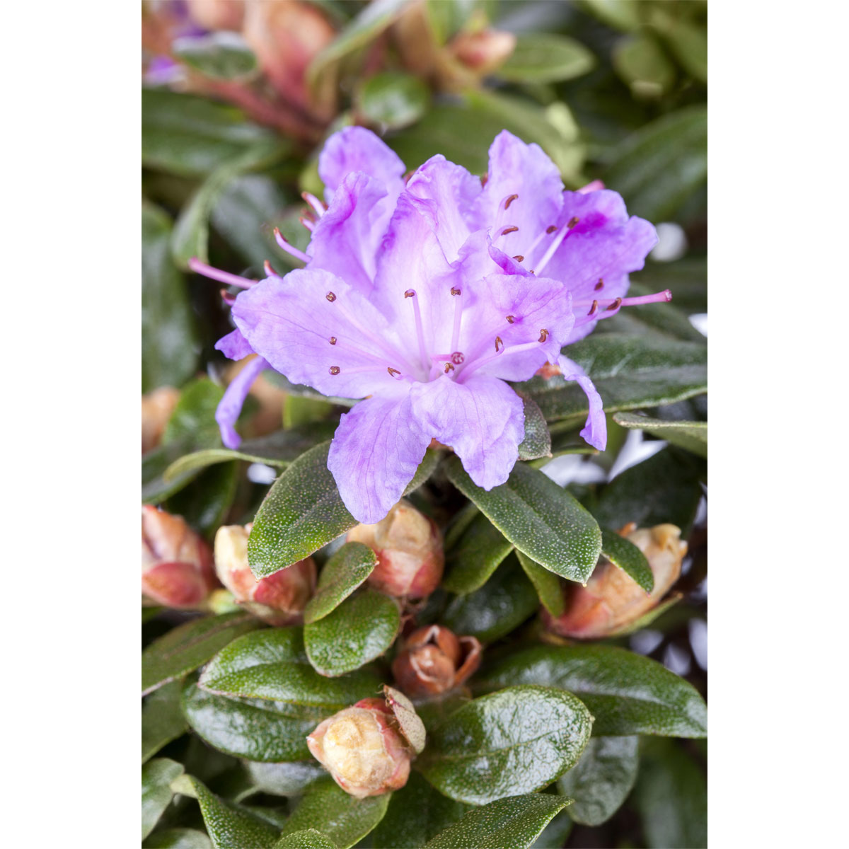 Plantiflor Kleinblättrige Rhododendron Moerheim Topf Durchmesser 17 cm