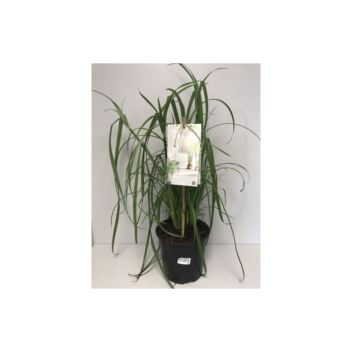 Plantiflor  Zyperngras T19