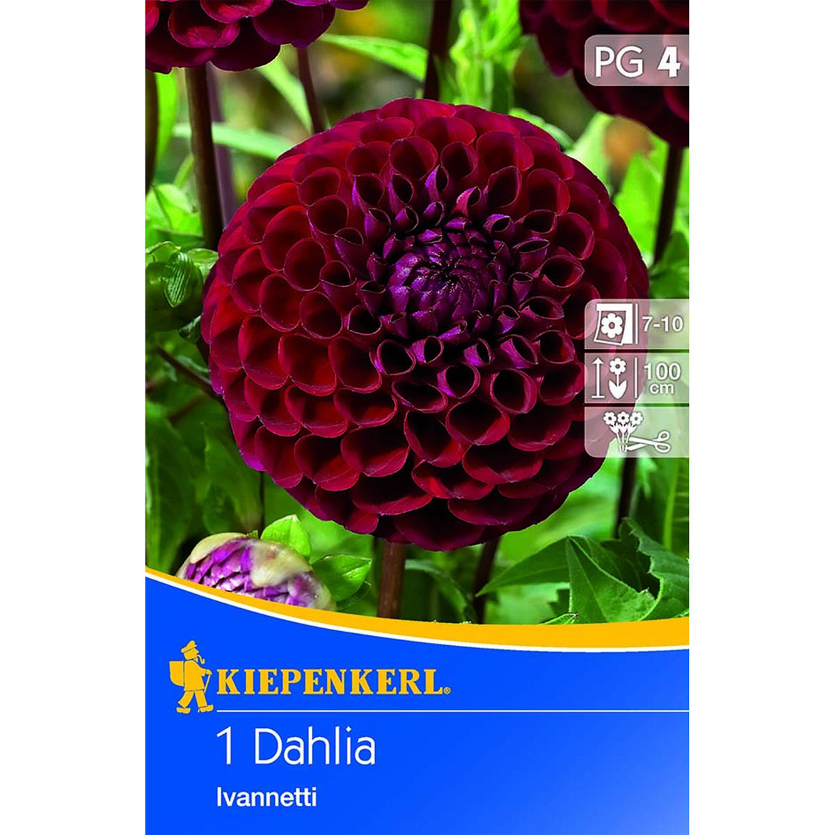 Kiepenkerl Ball-Dahlie Ivanetti 1 Stk.