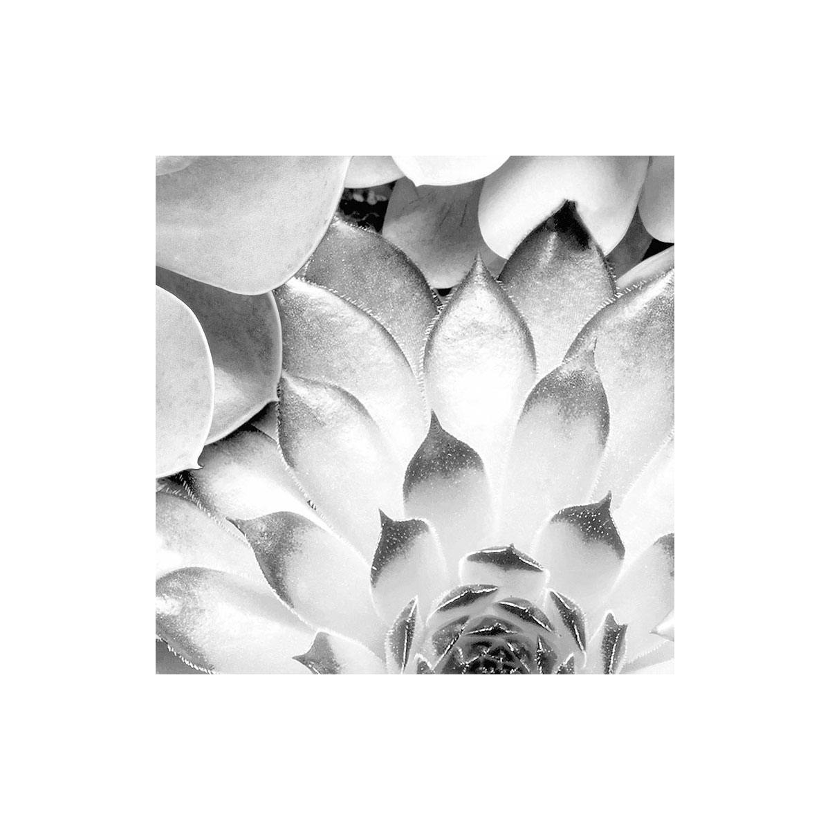 Komar  Selbstklebende Vlies Fototapete rund Echeveria Durchmesser 125 cm Bild 3