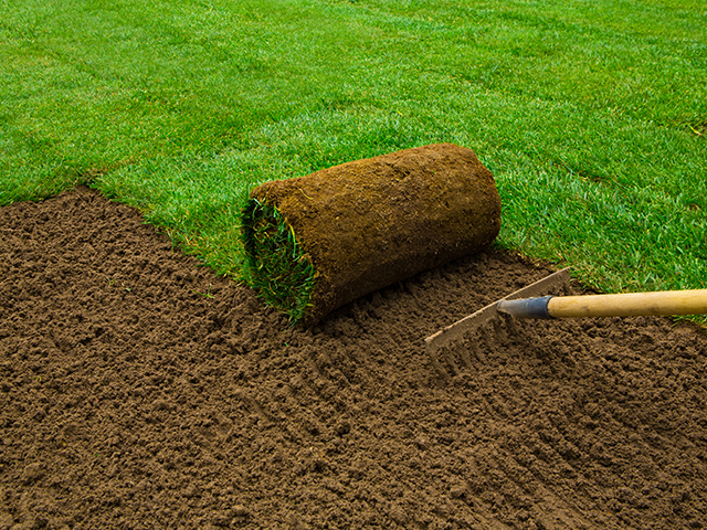 Ein Rollrasen wird auf blanker Erde neben einer grünen Rasenfläche mit einem Rechen verlegt.