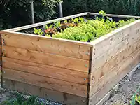 Ein Holzhochbeet enthält grüne Pflanzen, umgeben von grasbewachsener Fläche im Freien.