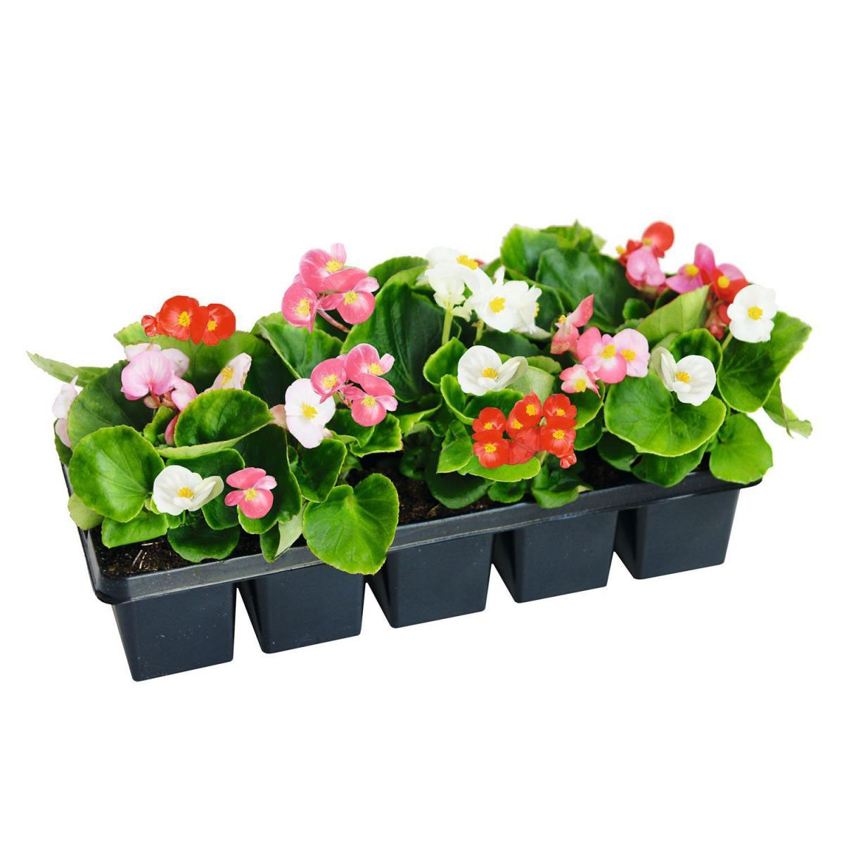 Plantiflor  Eisbegonie Semperflorens 10er Tray