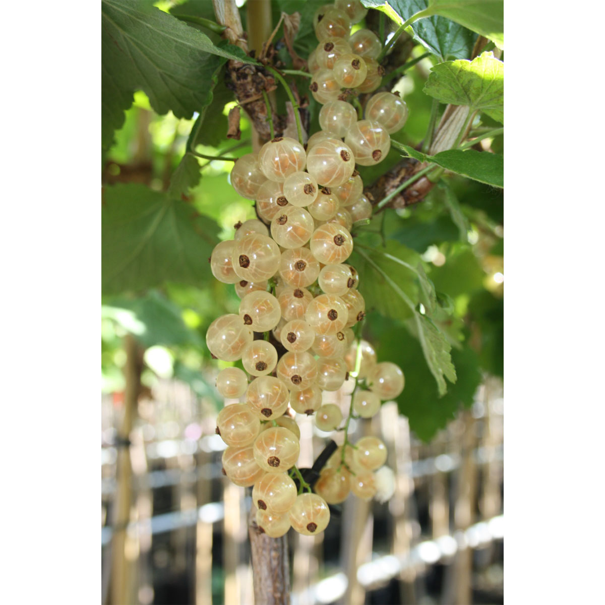 Johannisbeere Werdavia Fußstamm 50/60